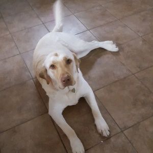 Meet your Posher, Rose